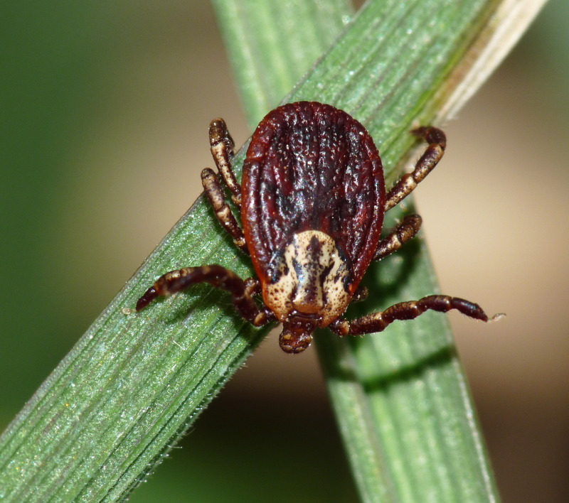 Dermacentor marginatus (Ixodidae)